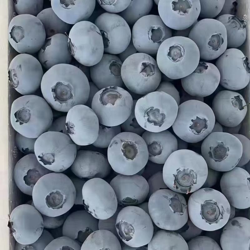 大棚蓝莓产区