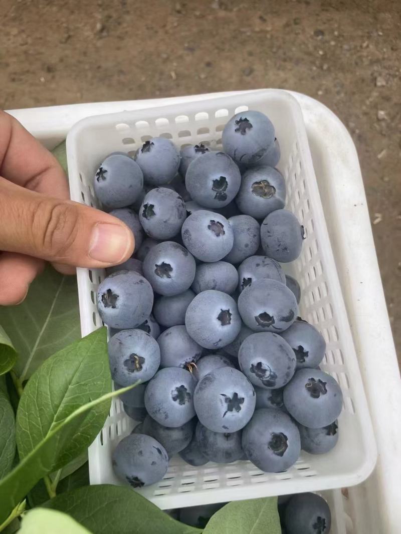 大棚蓝莓产区