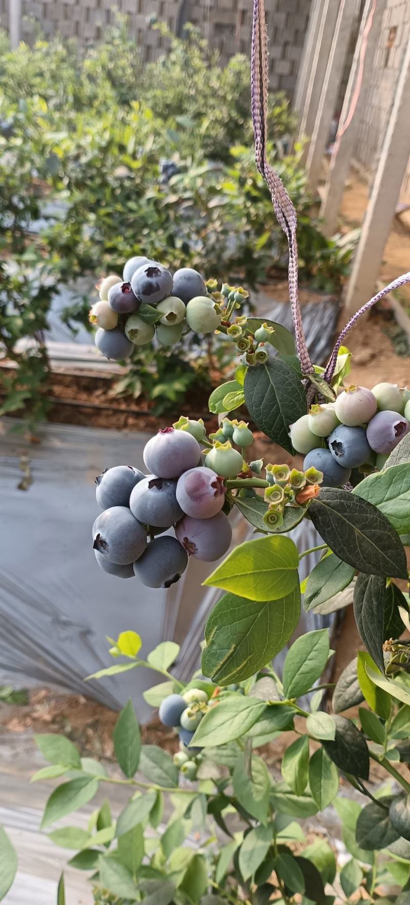 大棚蓝莓产区