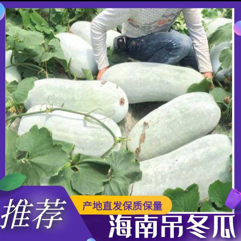 【甄选推荐】海南精品白皮冬瓜颜色白瓜型饱满耐运输