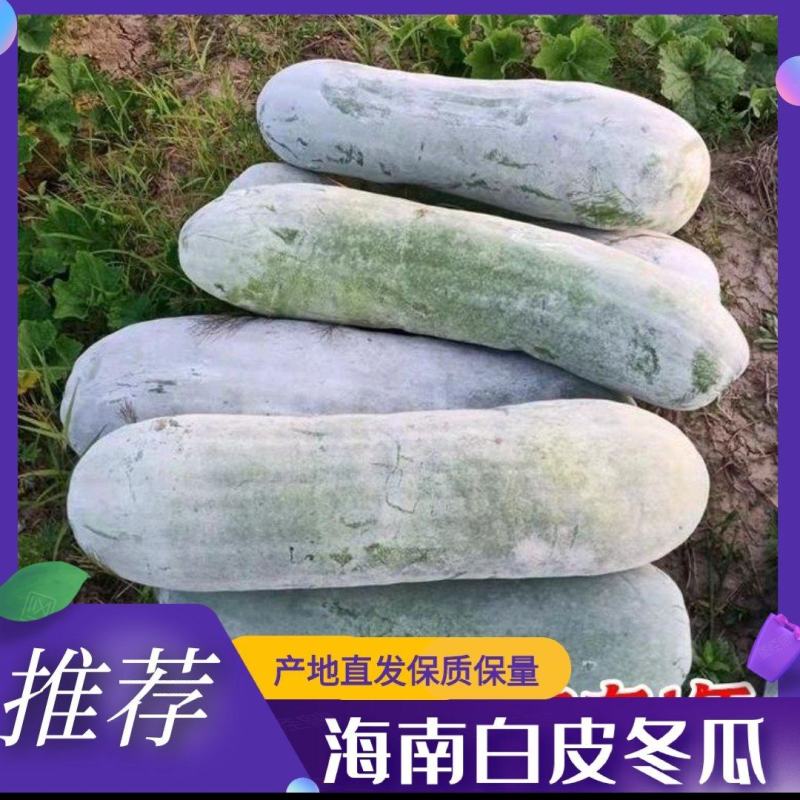 【精选好货】冬瓜海南精品地冬瓜条形好粉色白价格美丽