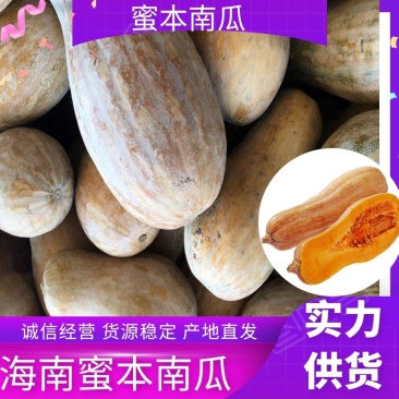 南瓜海南精品南瓜八成熟瓜型好货源充足欢迎联系