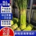 【红帽蒜薹】万亩基地货源充足产地直供量大优惠欢迎选购