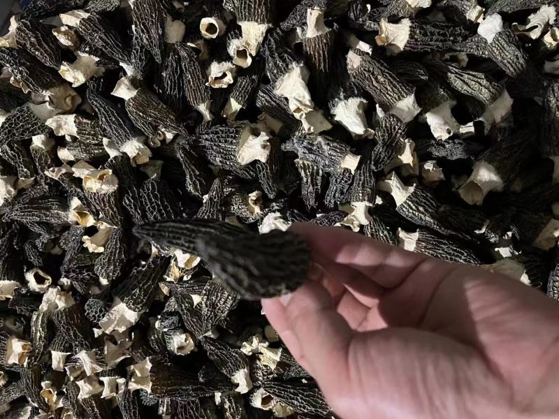贵州羊肚菌全国发货大量优先，需要的老板提前联系