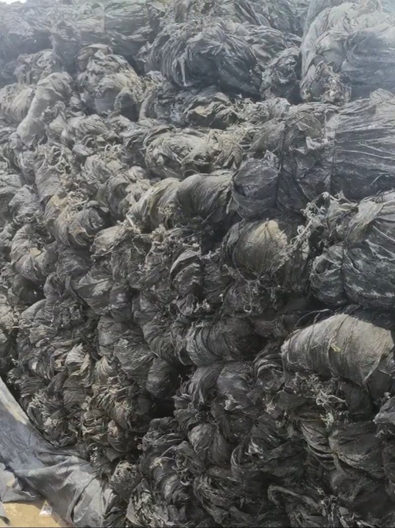 海带干海带干海带干海带丝烘干水洗海带丝海带皮