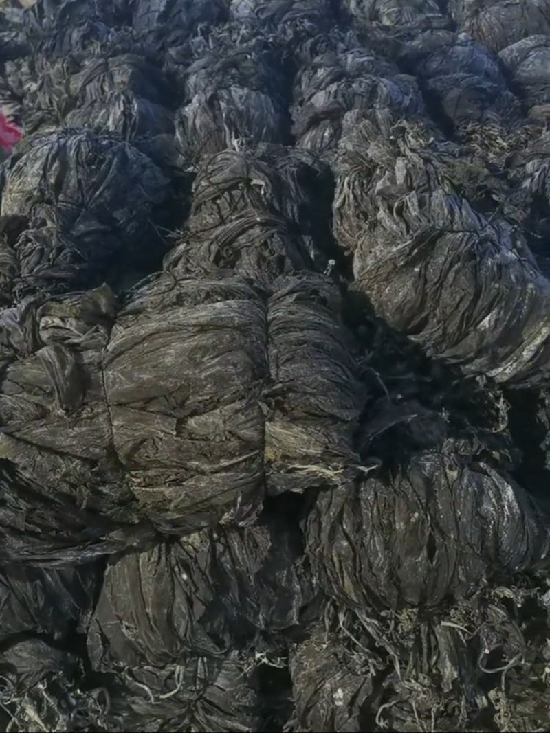 海带干海带干海带干海带丝烘干水洗海带丝海带皮