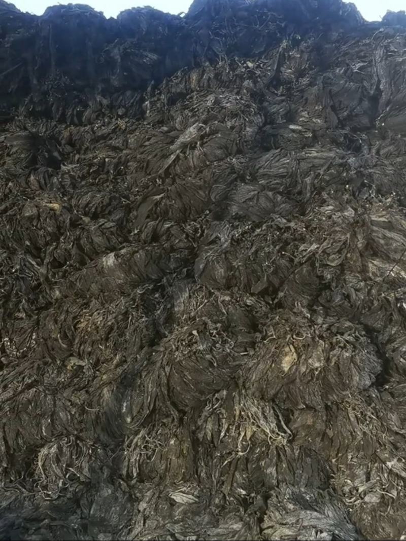 海带干海带干海带干海带丝烘干水洗海带丝海带皮