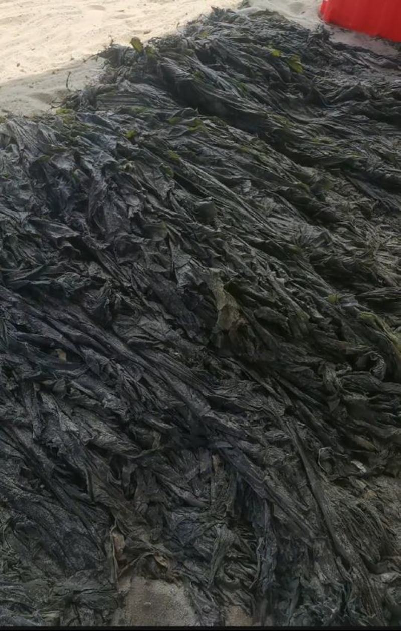 海带干海带干海带干海带丝烘干水洗海带丝海带皮