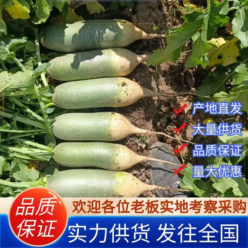 水果青萝卜大量供应。口感好质量好支持视频看货