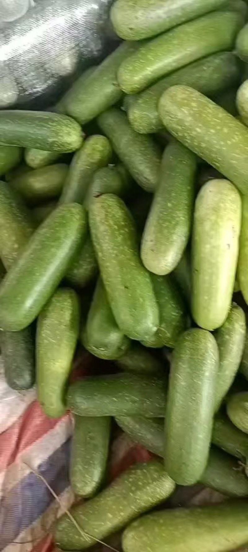 冬瓜，毛节冬瓜，精品毛节瓜