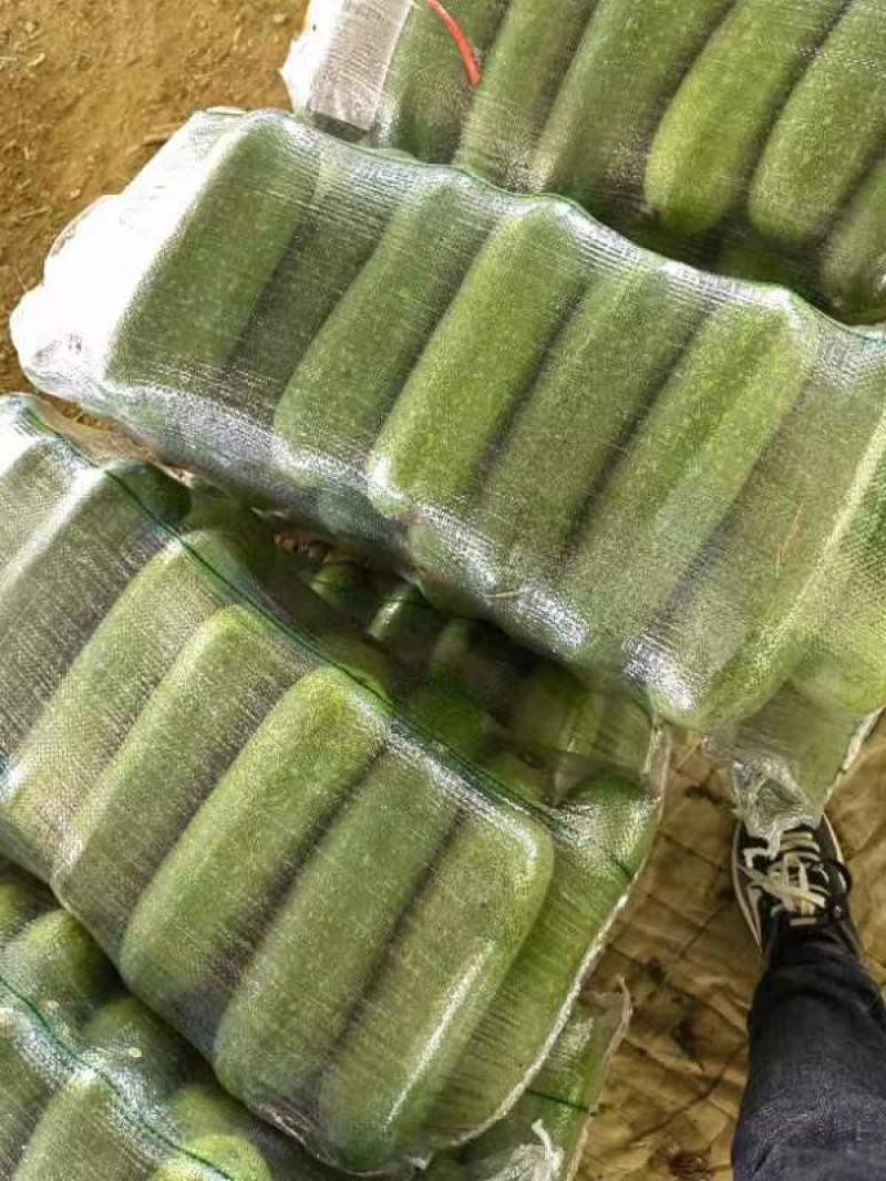 冬瓜，毛节冬瓜，精品毛节瓜
