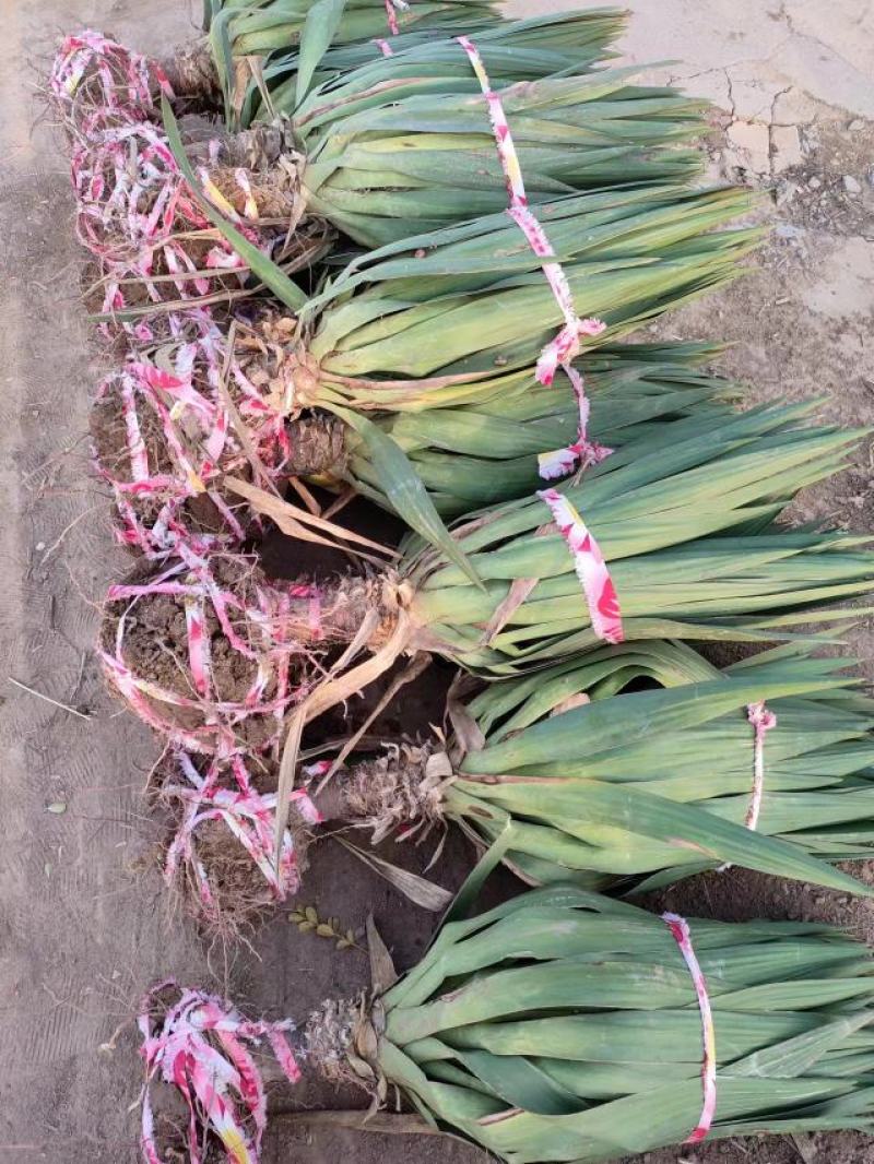 剑麻苗剑麻小苗又名丝兰凤尾兰庭院别墅植物绿化工程苗