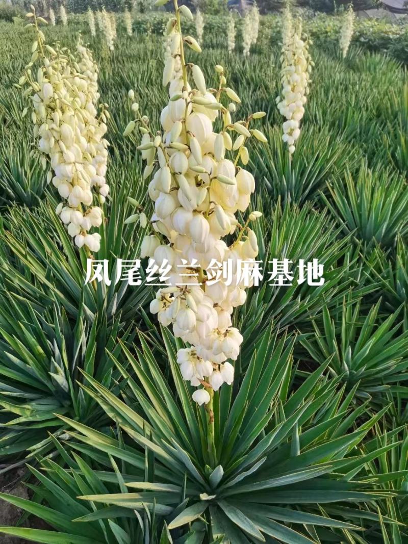 剑麻苗剑麻小苗又名丝兰凤尾兰庭院别墅植物绿化工程苗