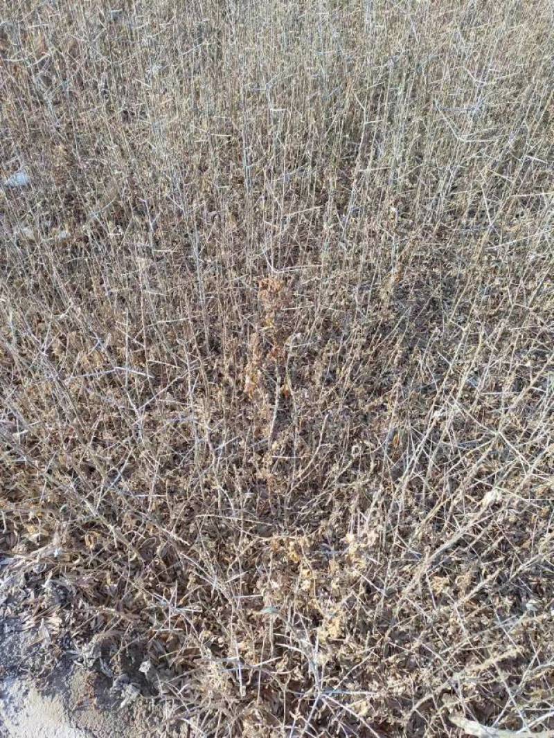 沙棘苗
