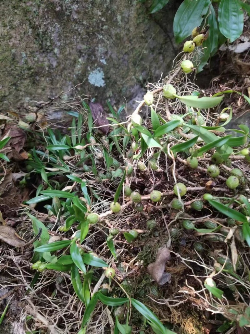 石橄榄双叶小果石仙桃广西野生果上叶