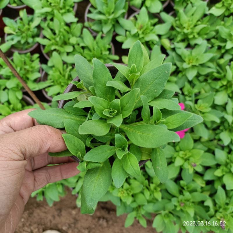 工程绿化用盆栽矮牵牛花大量现货上市