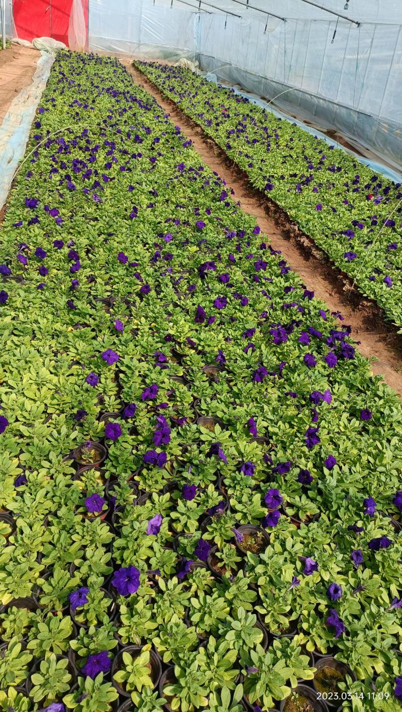 工程绿化用盆栽矮牵牛花大量现货上市