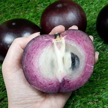 越南牛奶果3Q紫龙粉红豹星苹果当年开花进口品种乔木盆栽