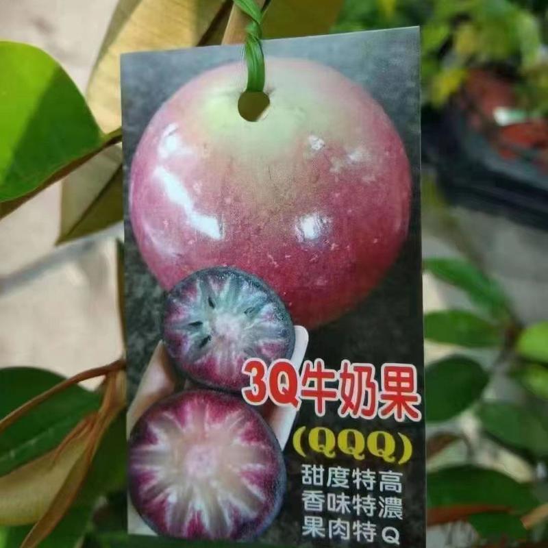 越南牛奶果3Q紫龙粉红豹星苹果当年开花进口品种乔木盆栽