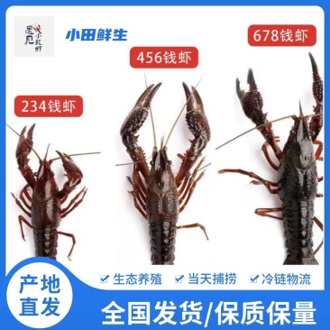 小青/中青/大青/炮头，湖北潜江清水小龙虾火爆上市中！
