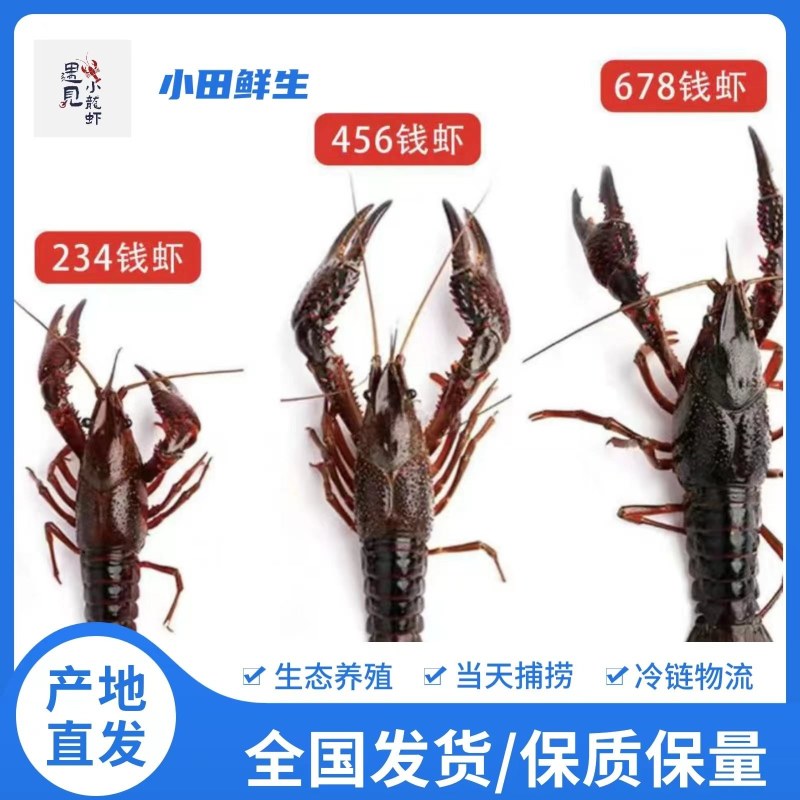 小青/中青/大青/炮头，湖北潜江清水小龙虾火爆上市中！