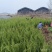 地栽小龙柏绿篱苗基地现货大量处理