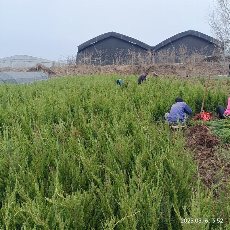 地栽小龙柏绿篱苗基地现货大量处理