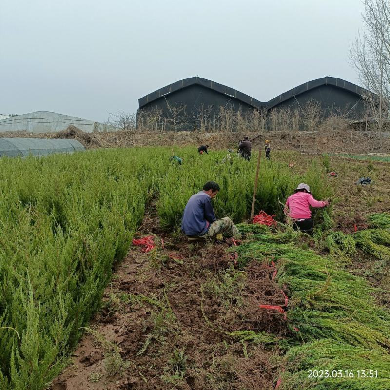 地栽小龙柏绿篱苗基地现货大量处理