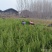 地栽小龙柏绿篱苗基地现货大量处理