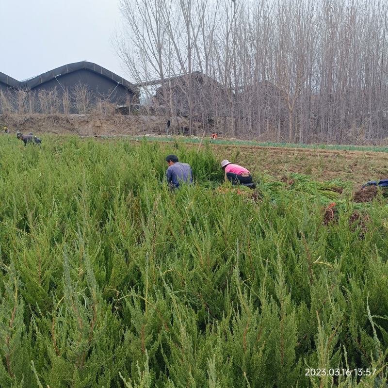 地栽小龙柏绿篱苗基地现货大量处理