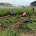 地栽小龙柏绿篱苗基地现货大量处理