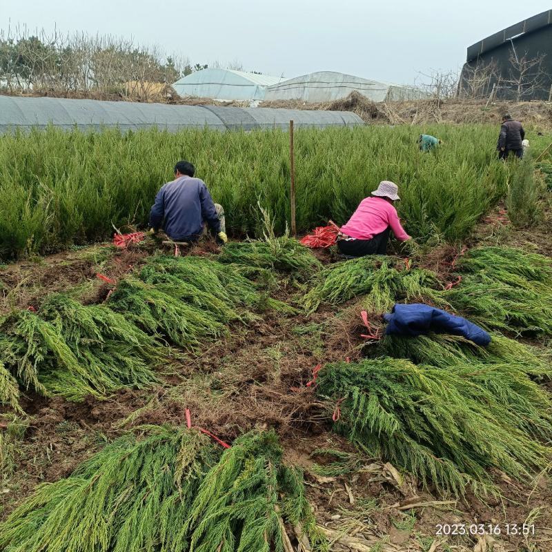 地栽小龙柏绿篱苗基地现货大量处理