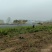 地栽小龙柏绿篱苗基地现货大量处理