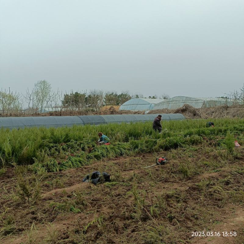 地栽小龙柏绿篱苗基地现货大量处理