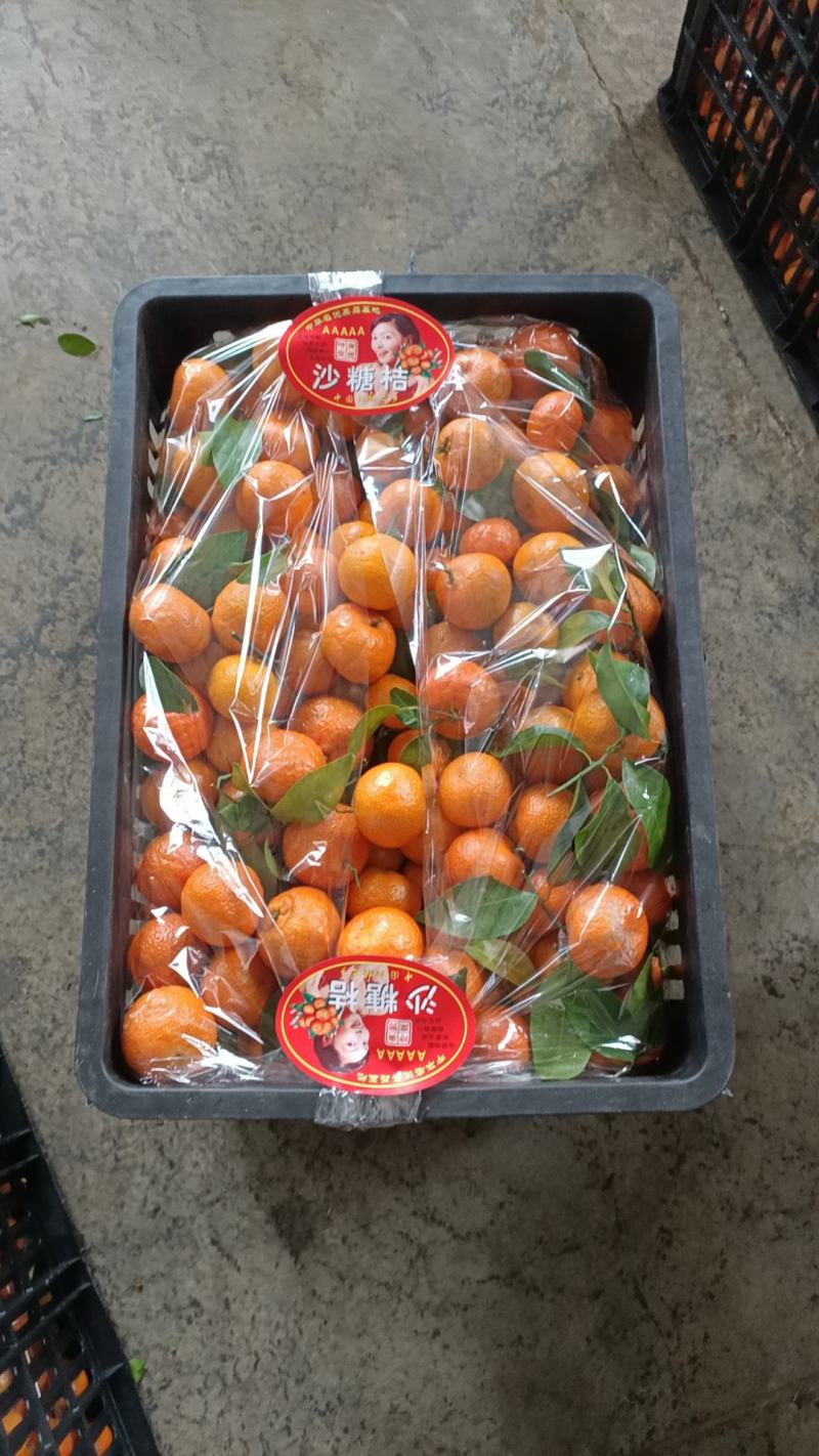 广西荔浦沙糖桔口感甜个头均匀皮薄多汁欢迎来电咨询