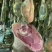 【腊肉】宣威火腿(一手工厂净菜食品常年供应)
