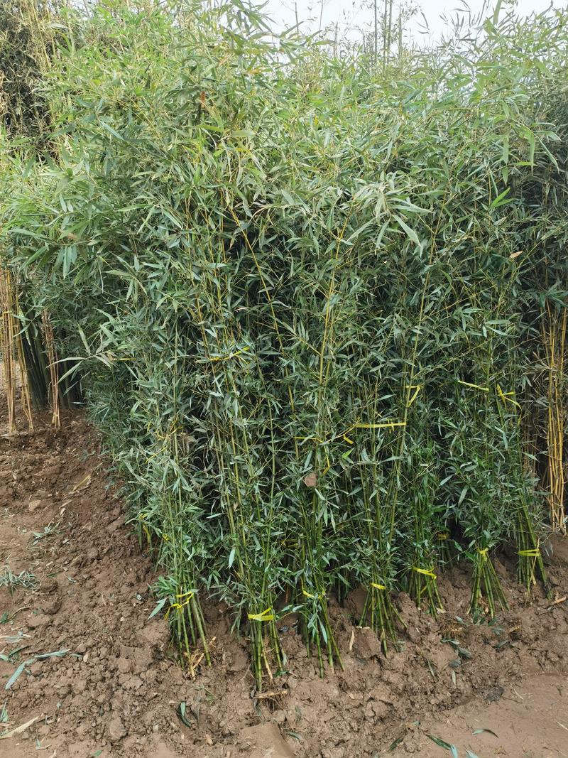 刚竹苗（原产地）移植带土球0.5公分—5公分品质优价