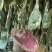【腊肉】宣威火腿(一手工厂净菜食品常年供应)