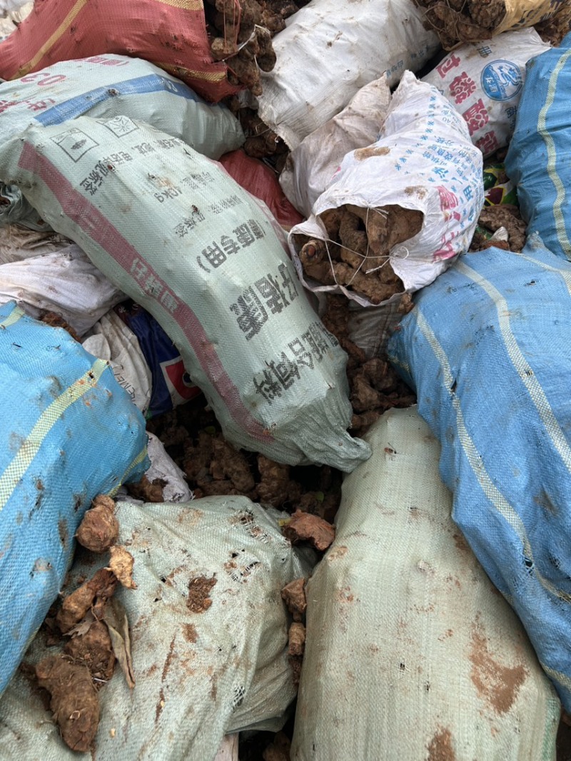 野生红土茯苓大货供应一年几千吨
