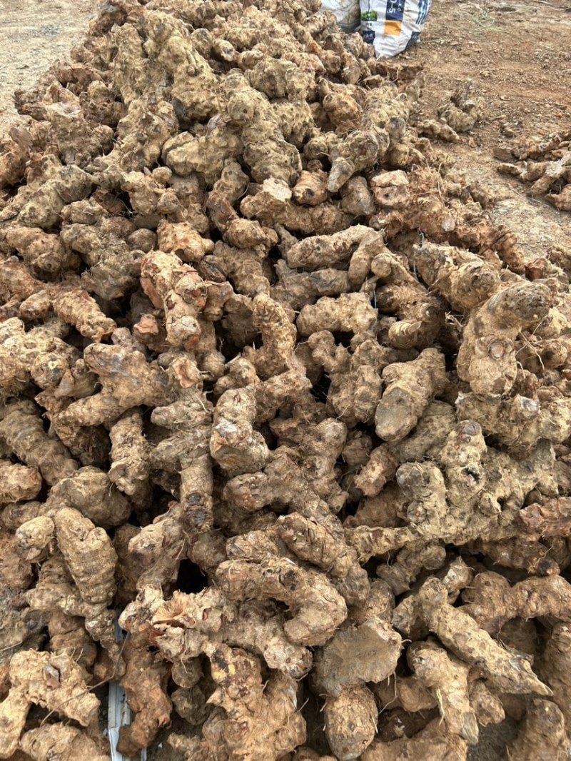 野生红土茯苓大货供应一年几千吨