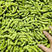 【实力供货】精品绿宝石毛豆，产地发货，代收代发保质保量