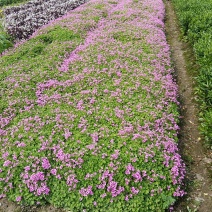 红花醡浆草，红花酢浆草，红花炸酱草，红花炸浆草