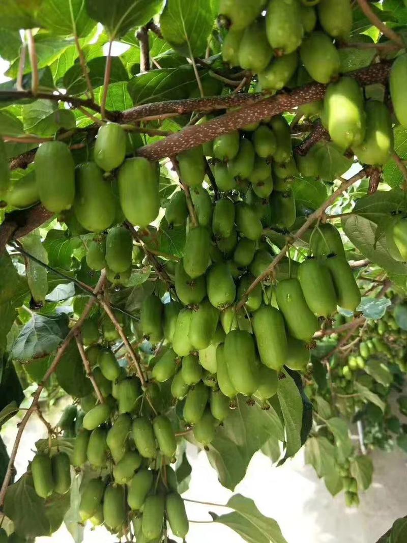 软枣猕猴桃苗猕猴桃苗品种纯正一手货源包技术包指导