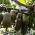 软枣猕猴桃苗猕猴桃苗品种纯正一手货源包技术包指导