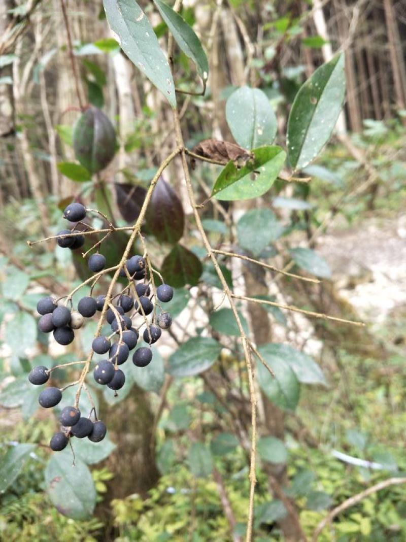樟树，香樟，枫树，腊树，桂花树，杜鹃，大的小的都有，