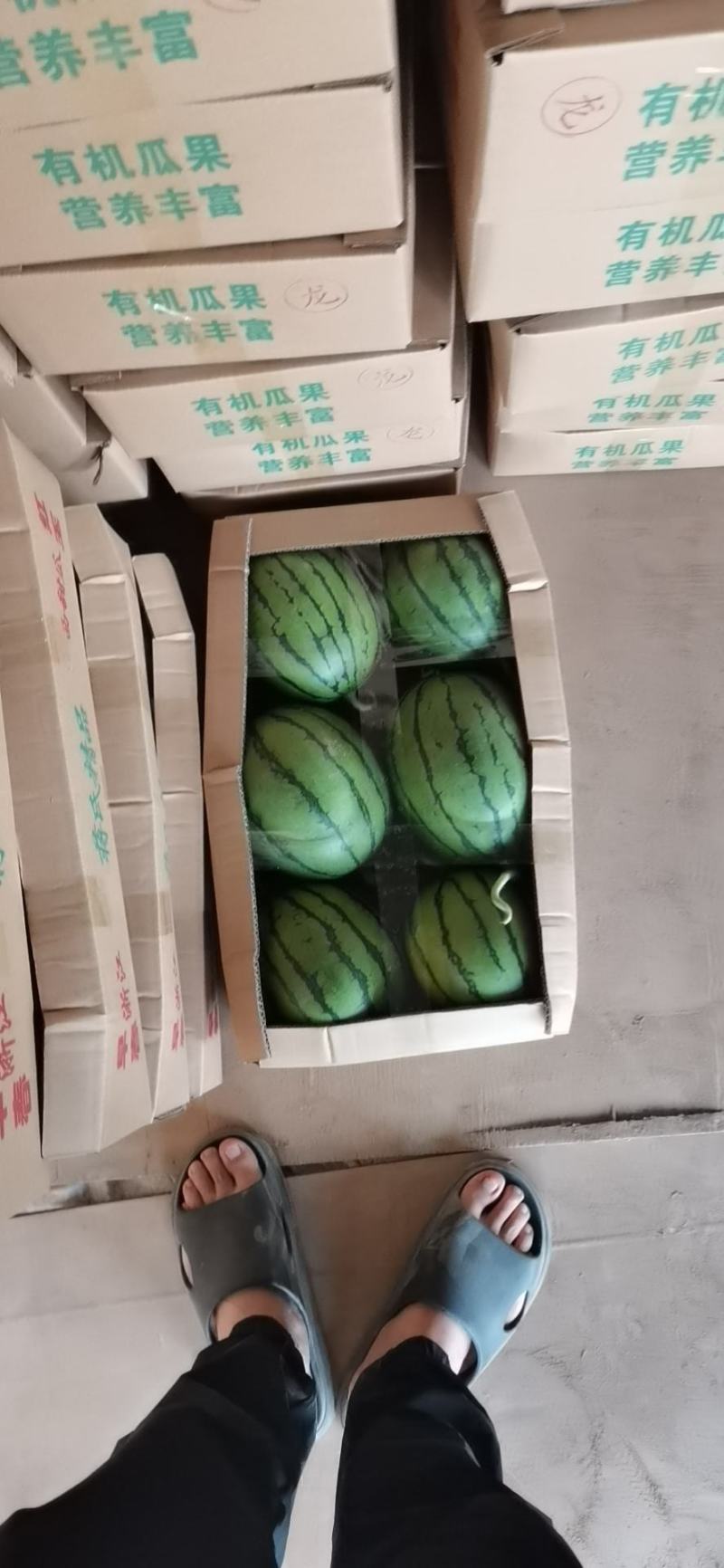 【蒋氏精品家秀6号】甘美4K产地直销量大从优