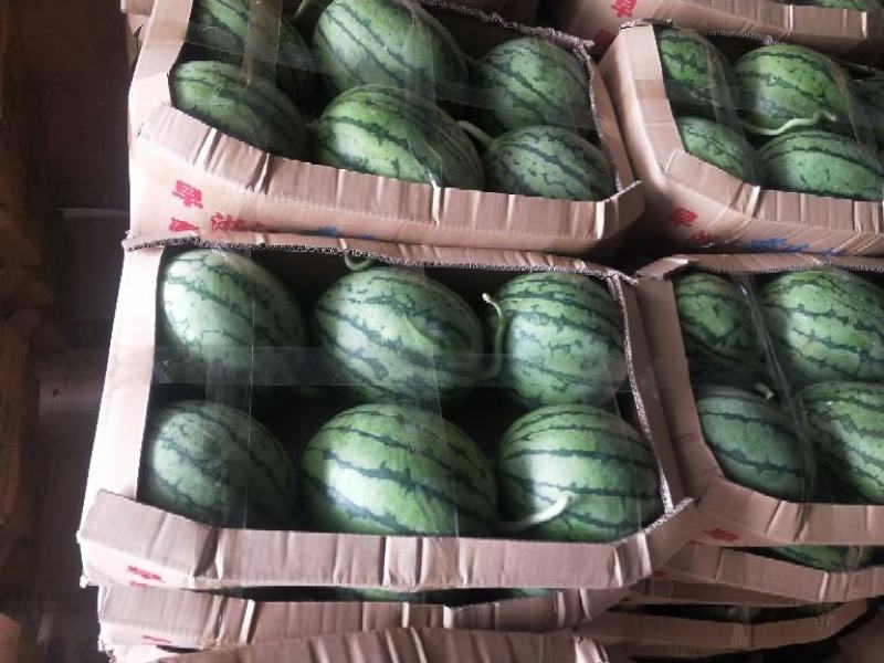 【蒋氏精品】早春红玉，佳秀6号