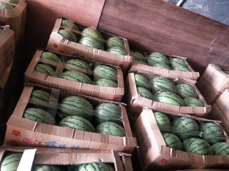 【蒋氏精品】早春红玉，佳秀6号