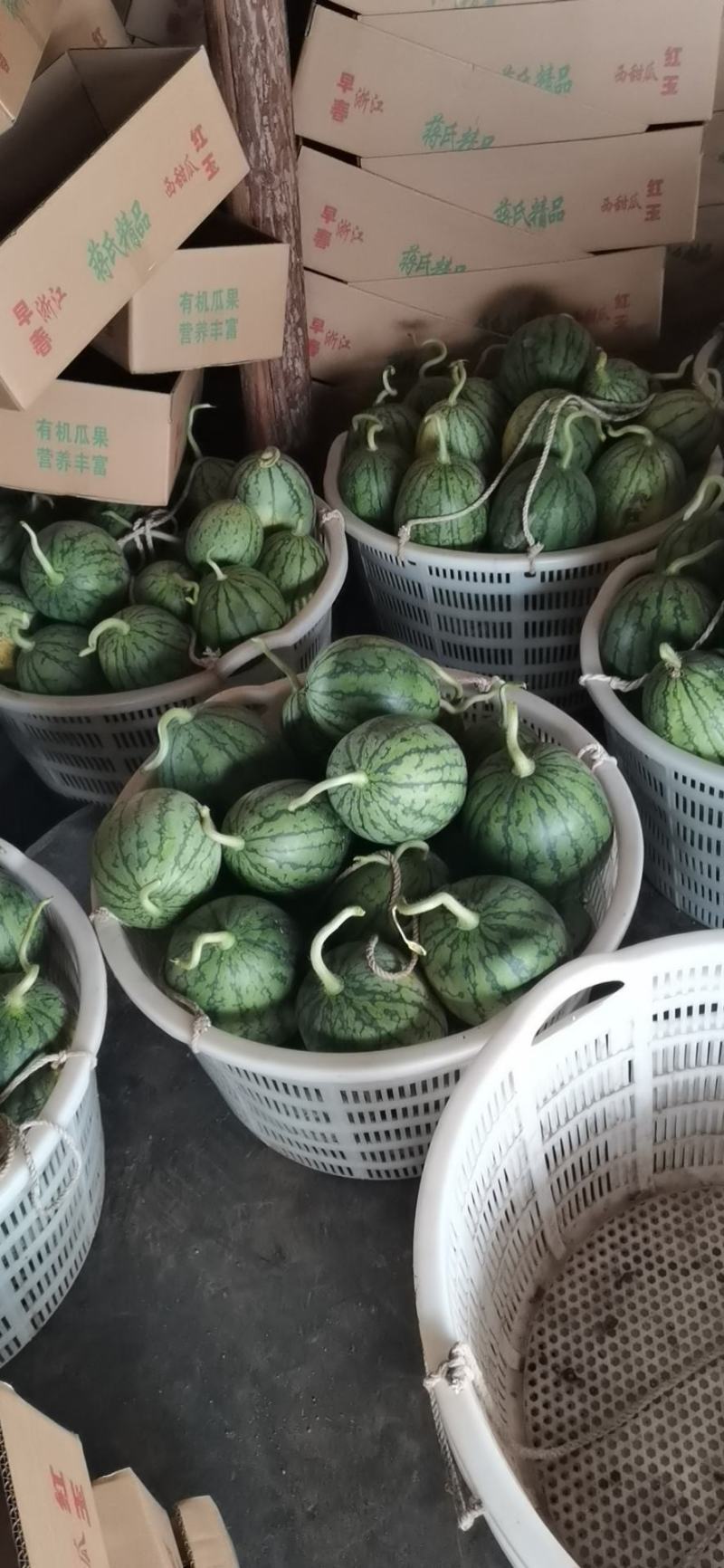 【浙江精品】早春红玉产地直发甘美4k品种齐全诚信经营