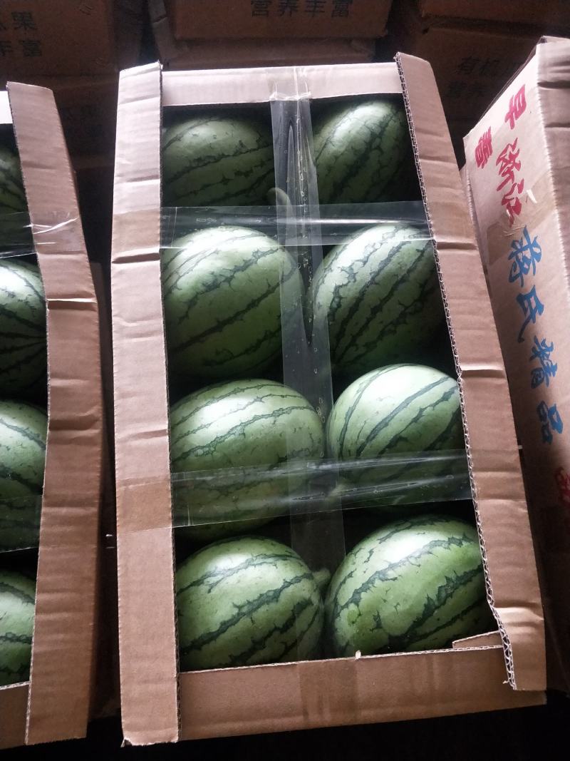 【浙江精品】早春红玉产地直发甘美4k品种齐全诚信经营